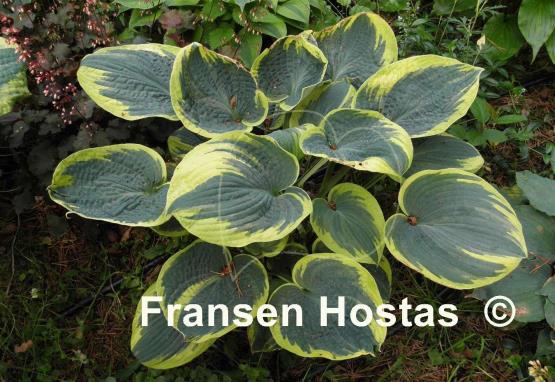 Hosta Sugar Daddy